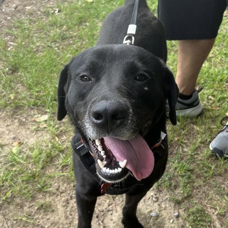 Enlarge Clyde, a Adoptable Mixed Breed in Milton, FL image 6/6