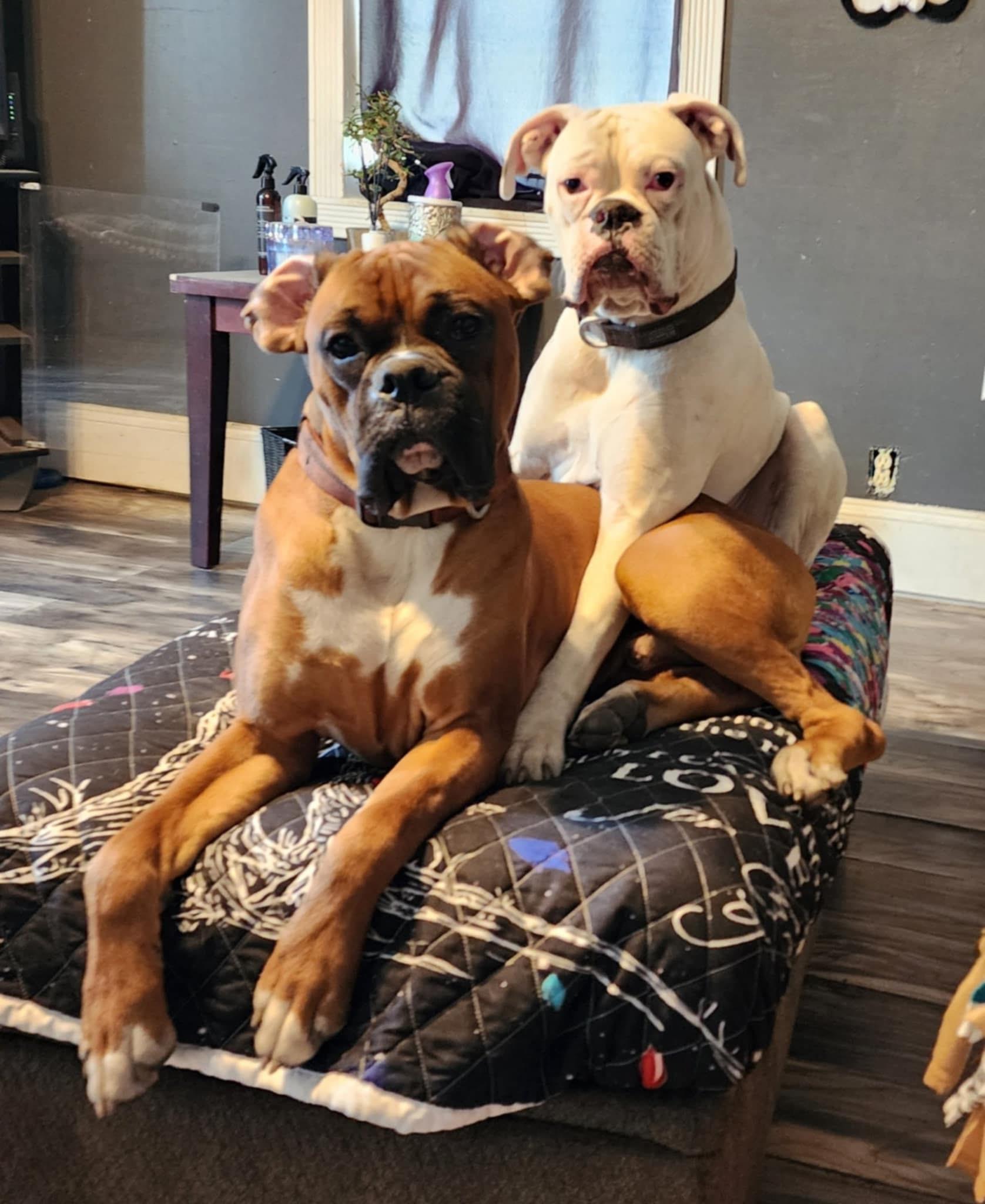 Enlarge Duke (CP), a ADOPTABLE Boxer in Clinton, IL image 4/4