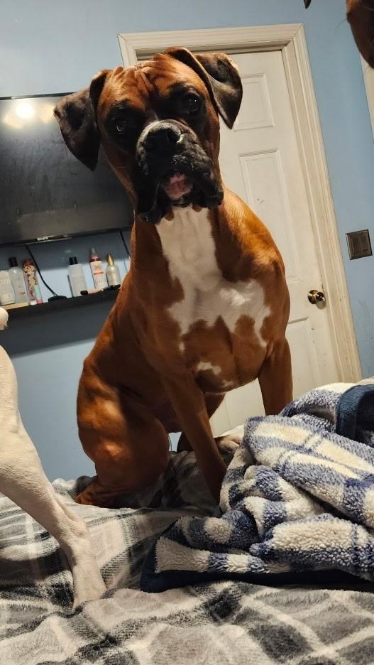 Enlarge Duke (CP), a ADOPTABLE Boxer in Clinton, IL image 2/4