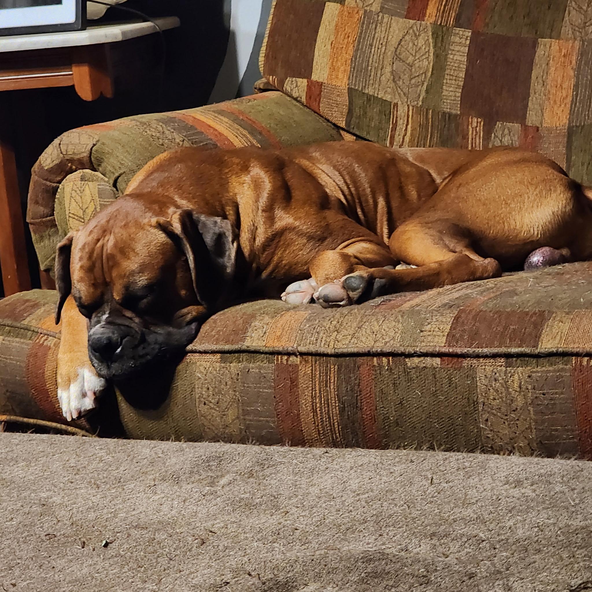 Enlarge Duke (CP), a ADOPTABLE Boxer in Clinton, IL image 1/4
