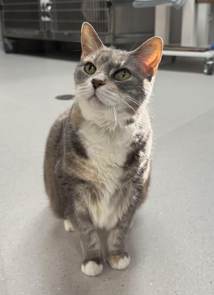 Enlarge Hillary, a Adoptable mixed breed in Missoula, MT image 1/3