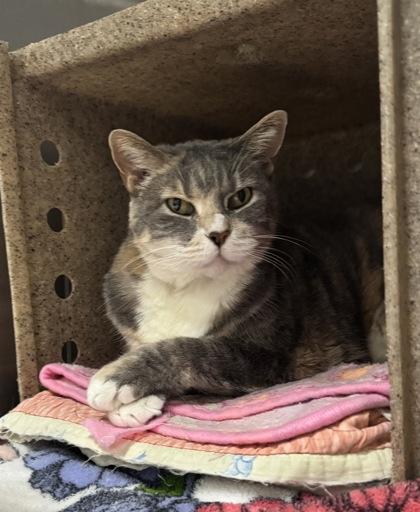 Enlarge Hillary, a Adoptable mixed breed in Missoula, MT image 2/3