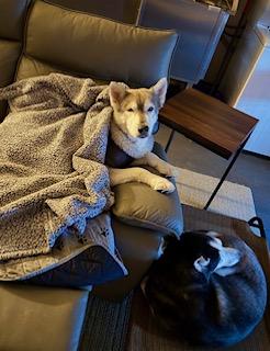 Enlarge Lazarus, a Adoptable Siberian Husky in Grove City, OH image 3/6