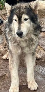 Enlarge Lazarus, a Adoptable Siberian Husky in Grove City, OH image 5/6