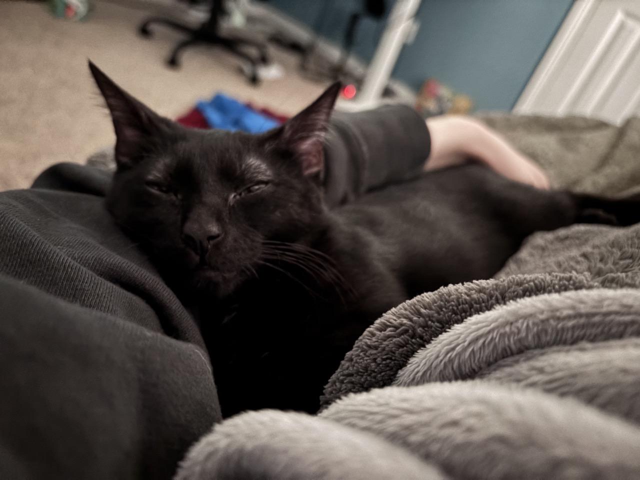 Photo of Young Female American Shorthair 