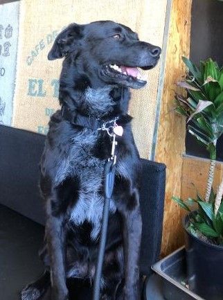 Bonita, a Adoptable Cattle Dog in Spring Valley, CA image 1/2