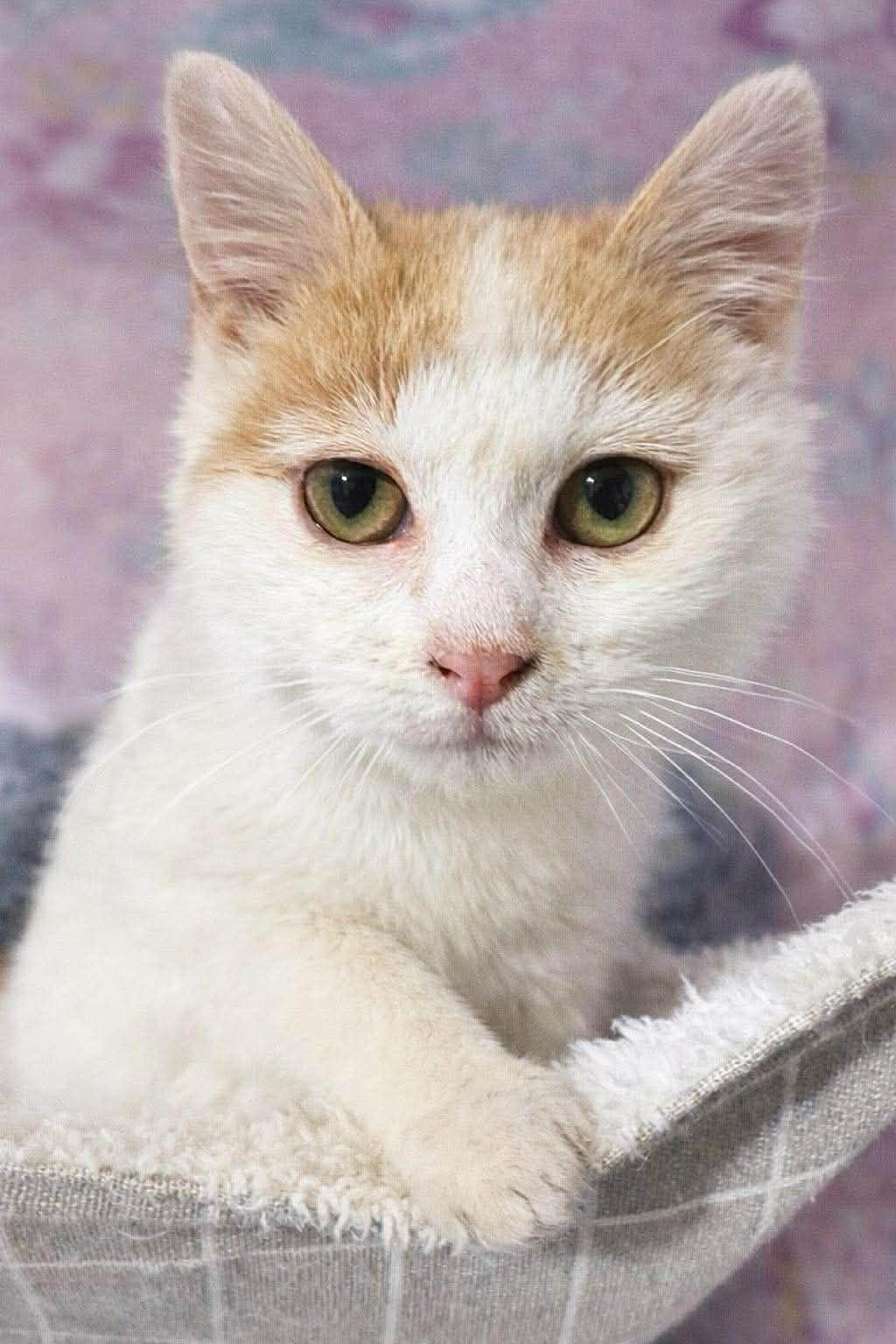 Enlarge Winky, an adopted Domestic Short Hair in Sioux Falls, SD image 2/2