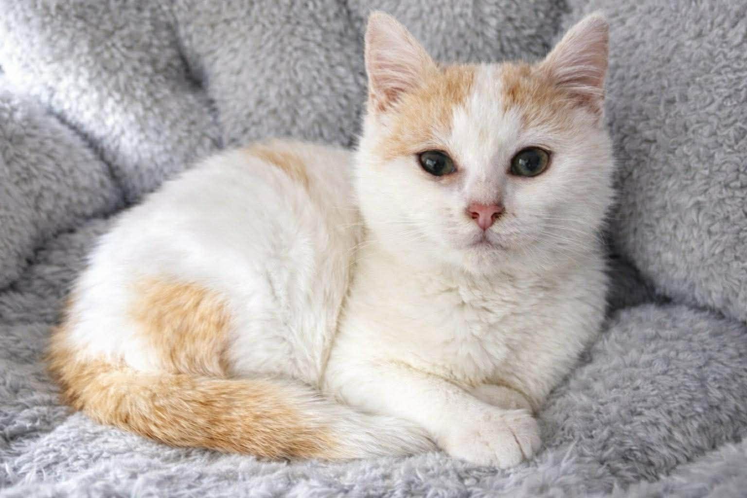 Enlarge Winky, an adopted Domestic Short Hair in Sioux Falls, SD image 1/2