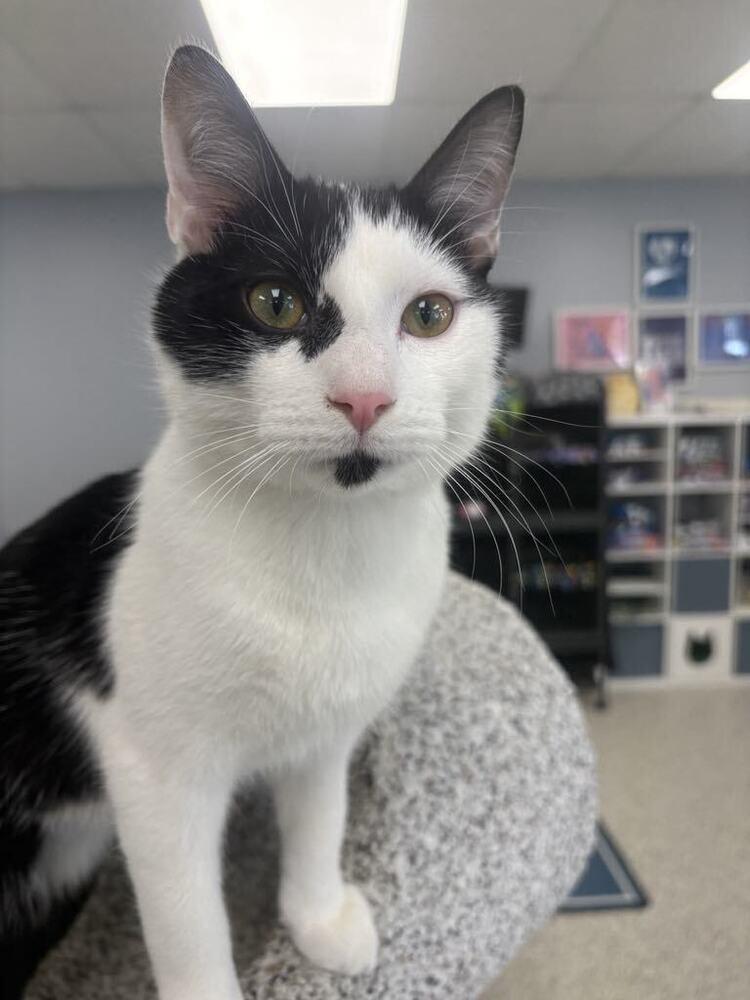 Enlarge Freckles, a Adoptable Domestic Short Hair in Plymouth, MN image 1/6