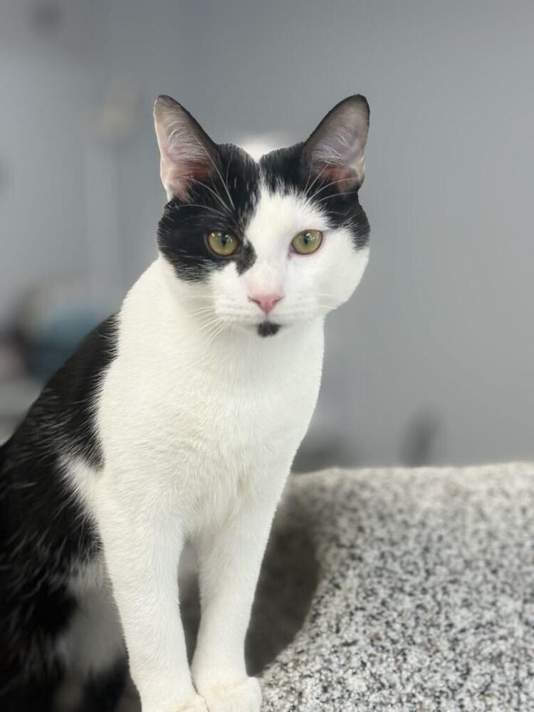 Enlarge Freckles, a Adoptable Domestic Short Hair in Plymouth, MN image 2/6