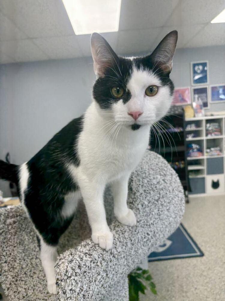 Enlarge Freckles, a Adoptable Domestic Short Hair in Plymouth, MN image 3/6