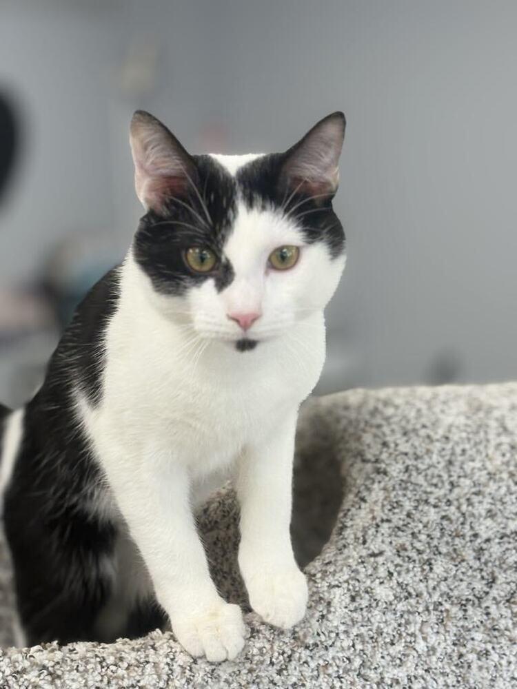 Enlarge Freckles, a Adoptable Domestic Short Hair in Plymouth, MN image 4/6