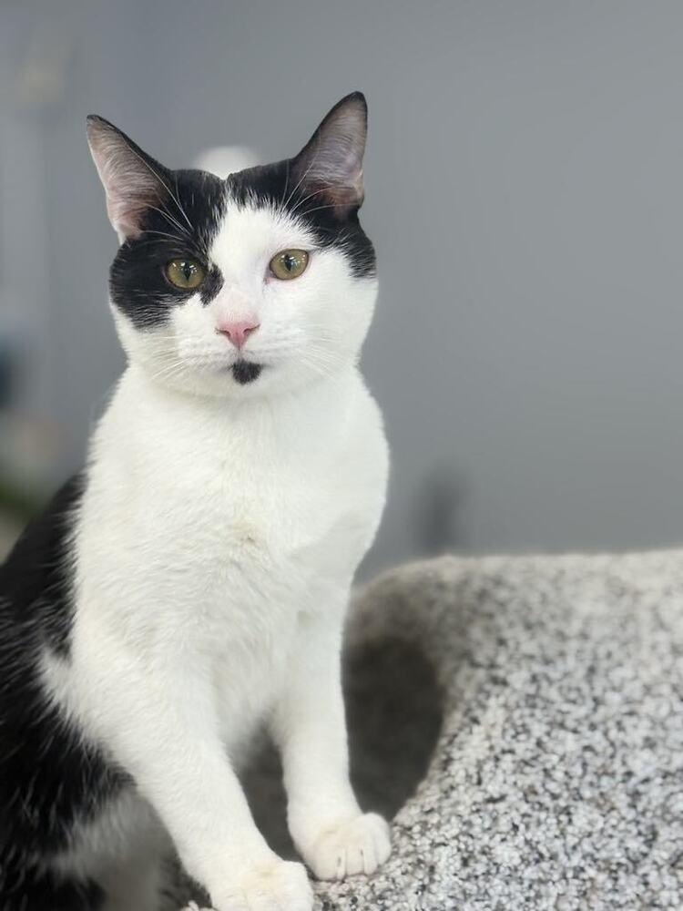 Enlarge Freckles, a Adoptable Domestic Short Hair in Plymouth, MN image 5/6