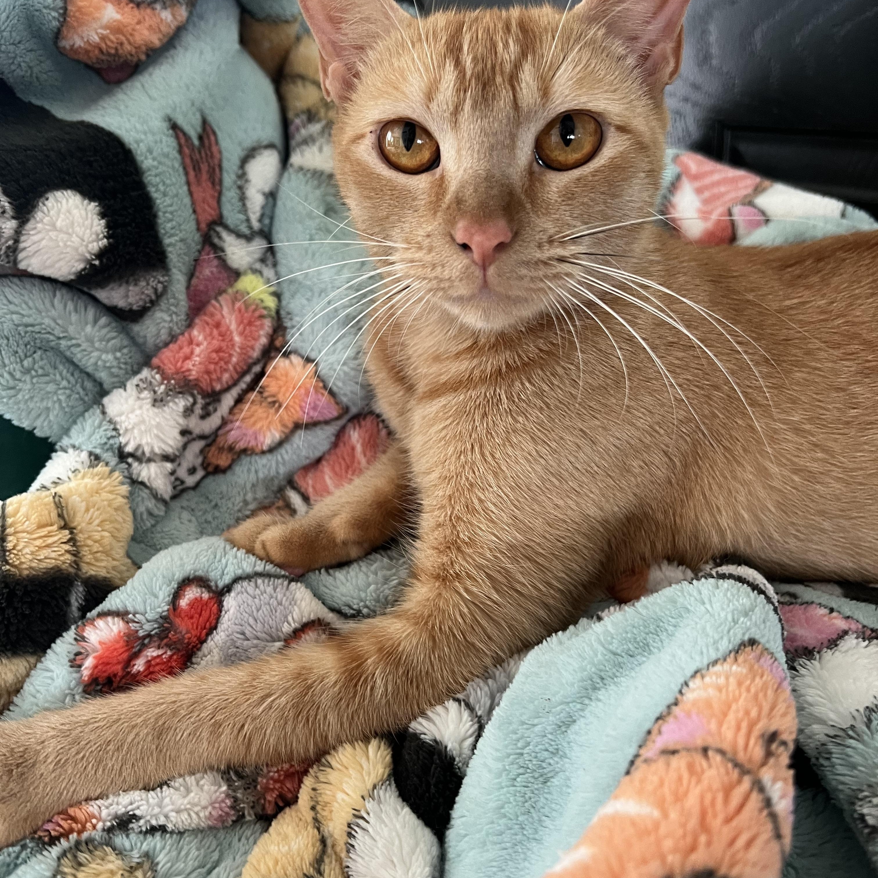 Charlie, a Adoptable Domestic Short Hair in Mililani, HI image 2/5