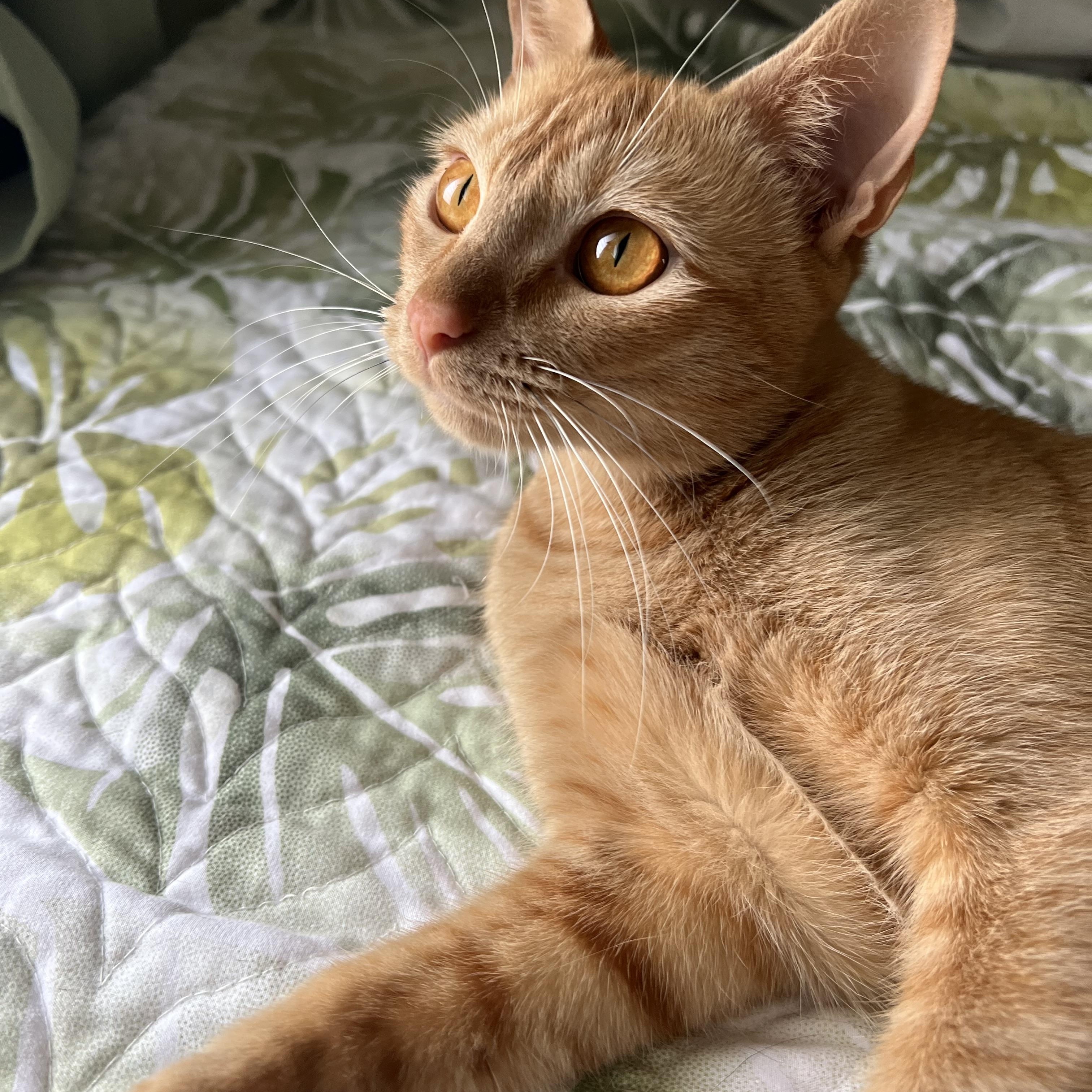 Charlie, Adoptable, Adult Female Domestic Short Hair.