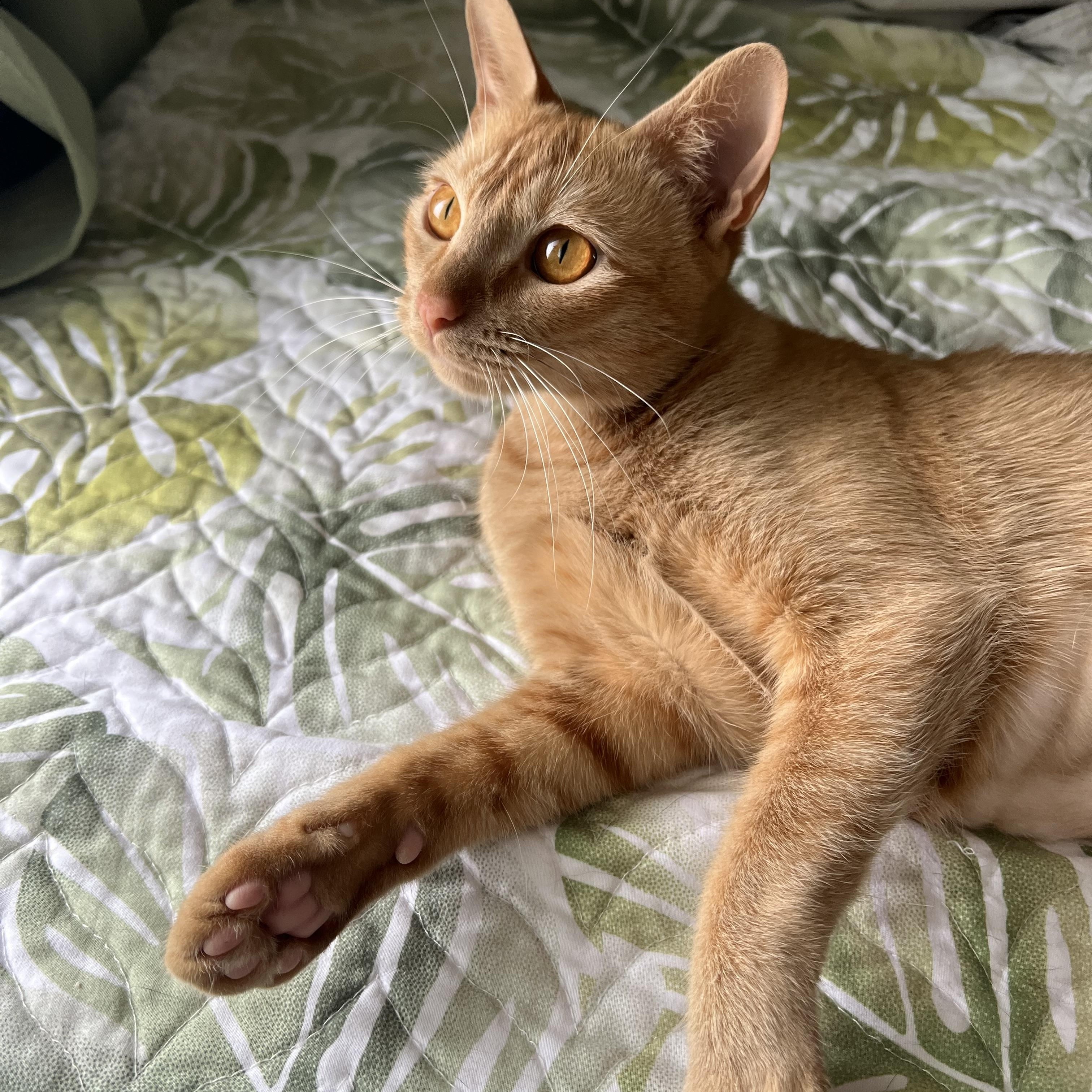 Charlie, a Adoptable Domestic Short Hair in Mililani, HI image 3/5