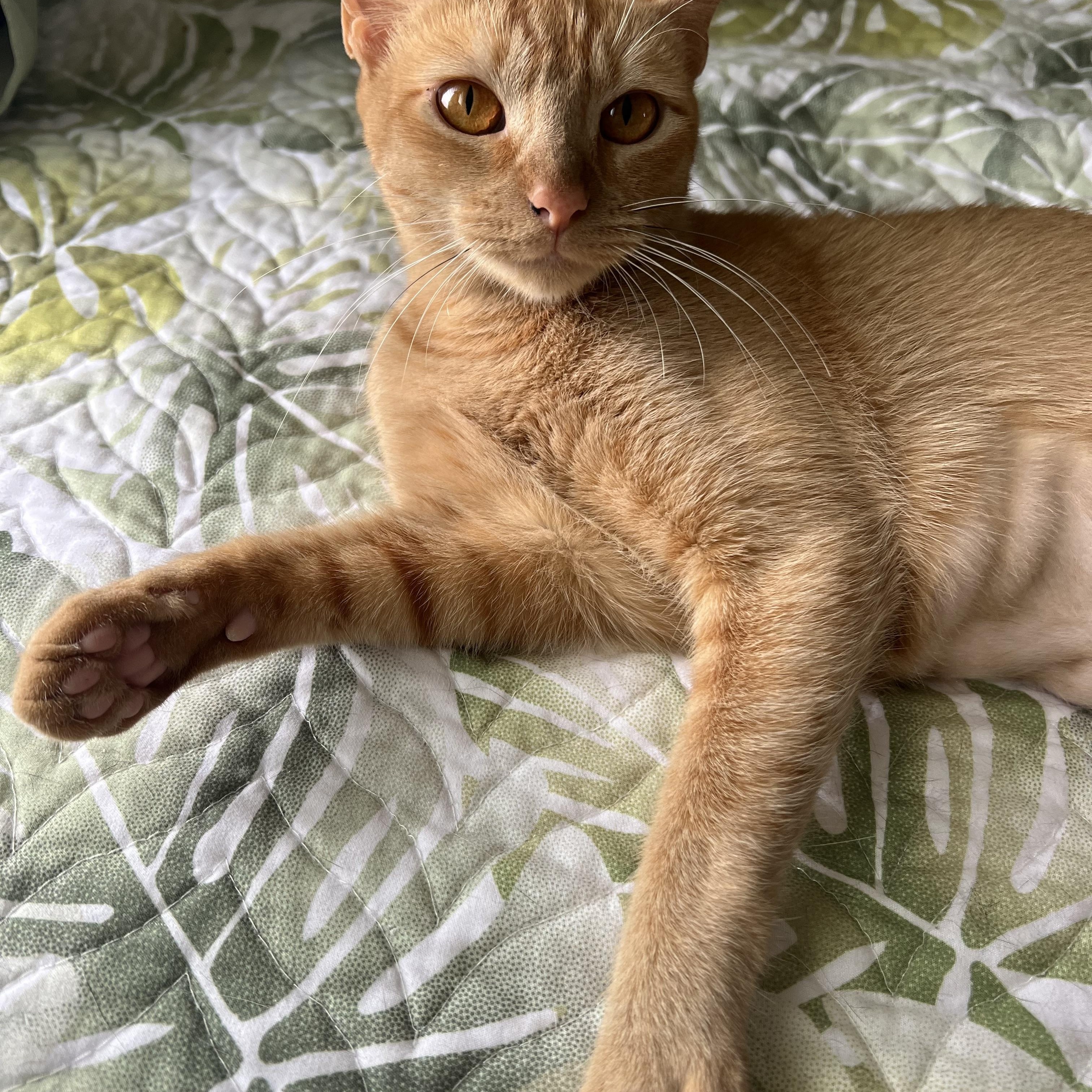 Charlie, a Adoptable Domestic Short Hair in Mililani, HI image 4/5