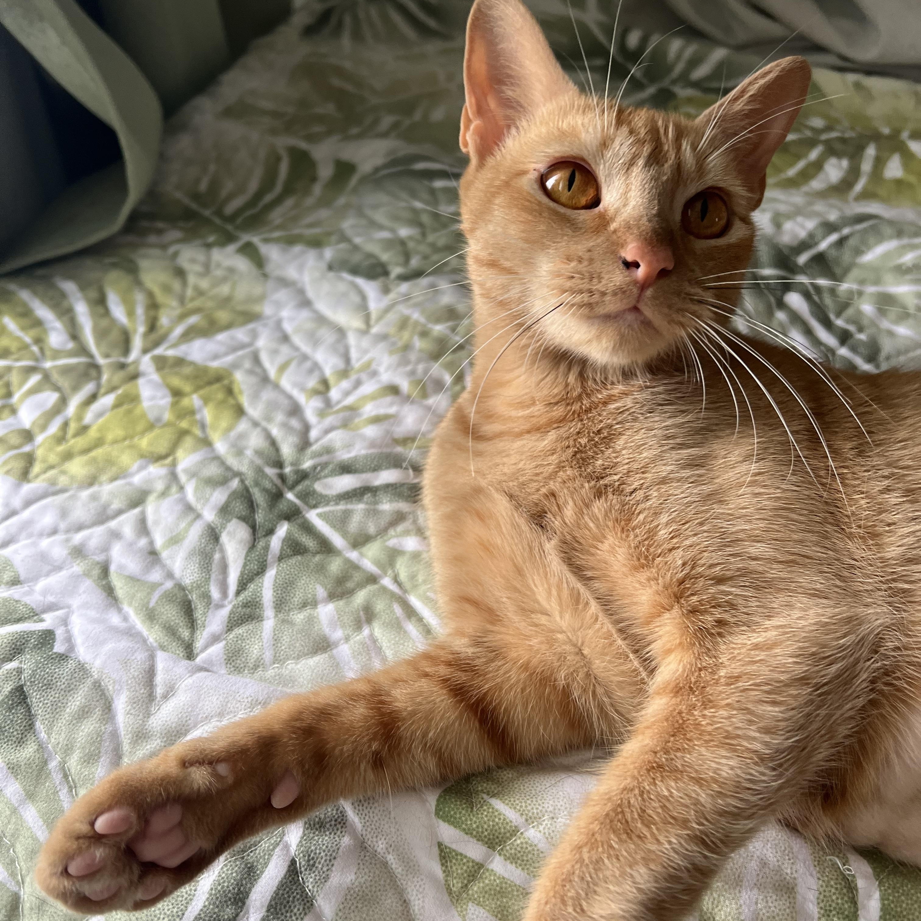 Charlie, a Adoptable Domestic Short Hair in Mililani, HI image 5/5