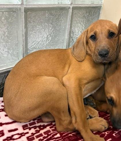 Peep, Adoptable, Puppy Female Hound & Weimaraner.