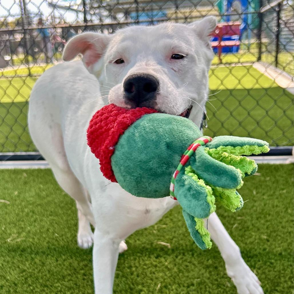 Enlarge Snow White, a Adoptable mixed breed in Bradenton, FL image 1/4