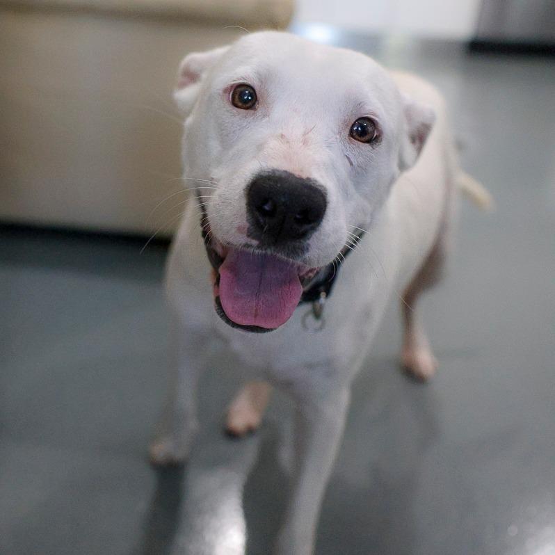 Enlarge Snow White, a Adoptable mixed breed in Bradenton, FL image 2/4