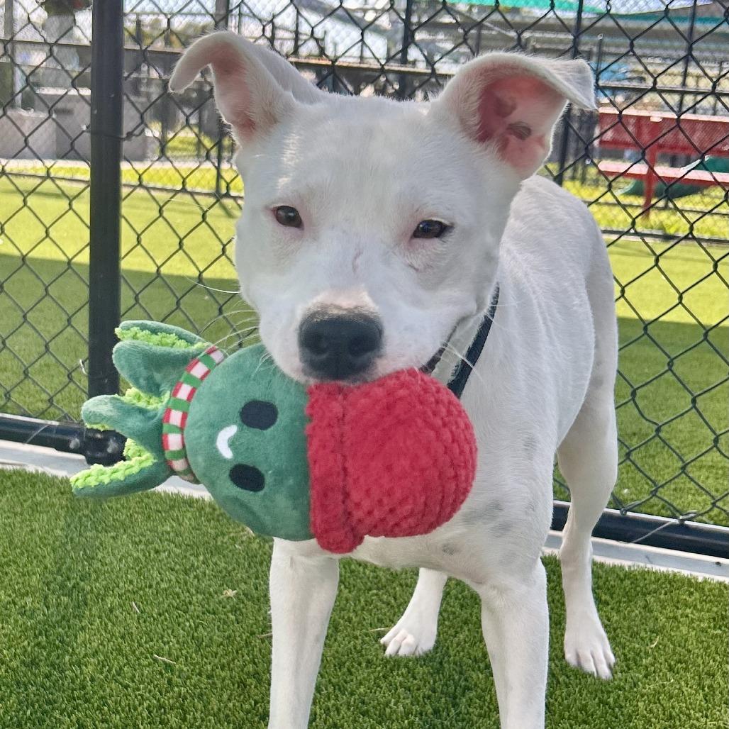Enlarge Snow White, a Adoptable mixed breed in Bradenton, FL image 3/4