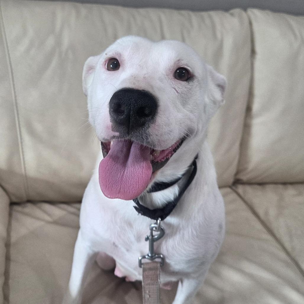 Enlarge Snow White, a Adoptable mixed breed in Bradenton, FL image 4/4