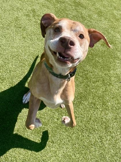 Enlarge Theodore, a Adoptable mixed breed in Independence, MO image 1/3