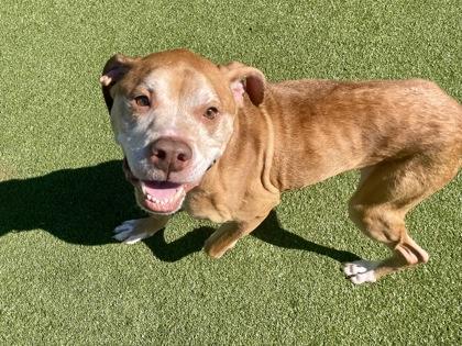 Enlarge Theodore, a Adoptable mixed breed in Independence, MO image 2/3
