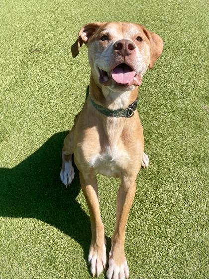 Enlarge Theodore, a Adoptable mixed breed in Independence, MO image 3/3