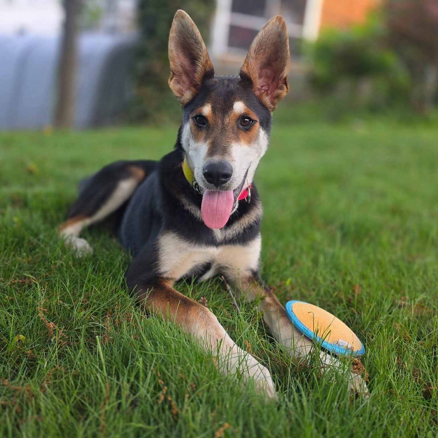Lobstah Roll - ADOPTION FEE SPONSORED, Adoptable, Puppy Male Shepherd & Husky.