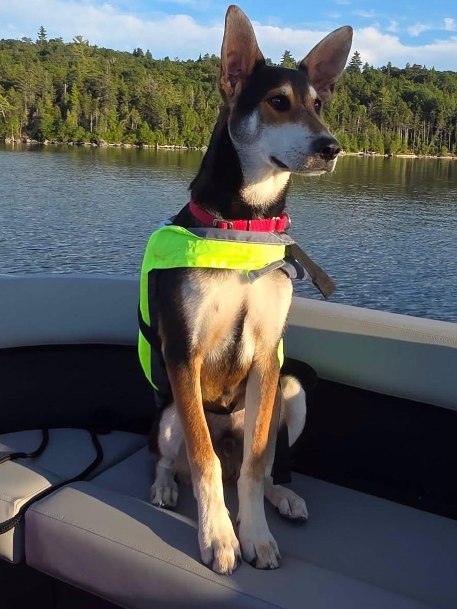 Enlarge Lobstah Roll - ADOPTION FEE SPONSORED, a Adoptable mixed breed in Pembroke, MA image 3/5