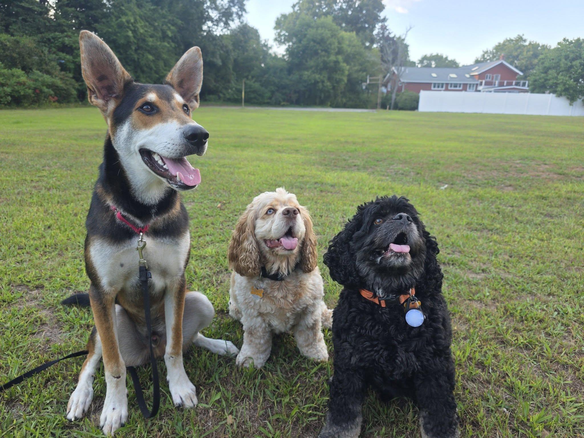 Enlarge Lobstah Roll - ADOPTION FEE SPONSORED, a Adoptable mixed breed in Pembroke, MA image 5/5