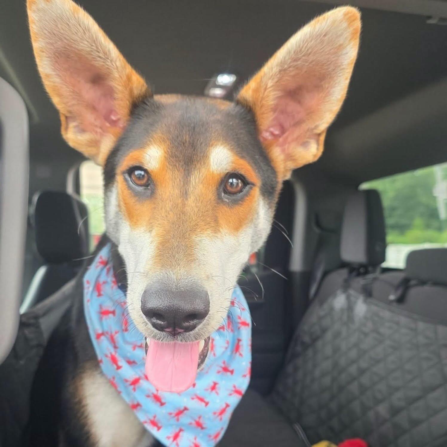 Enlarge Lobstah Roll - ADOPTION FEE SPONSORED, a Adoptable mixed breed in Pembroke, MA image 2/5