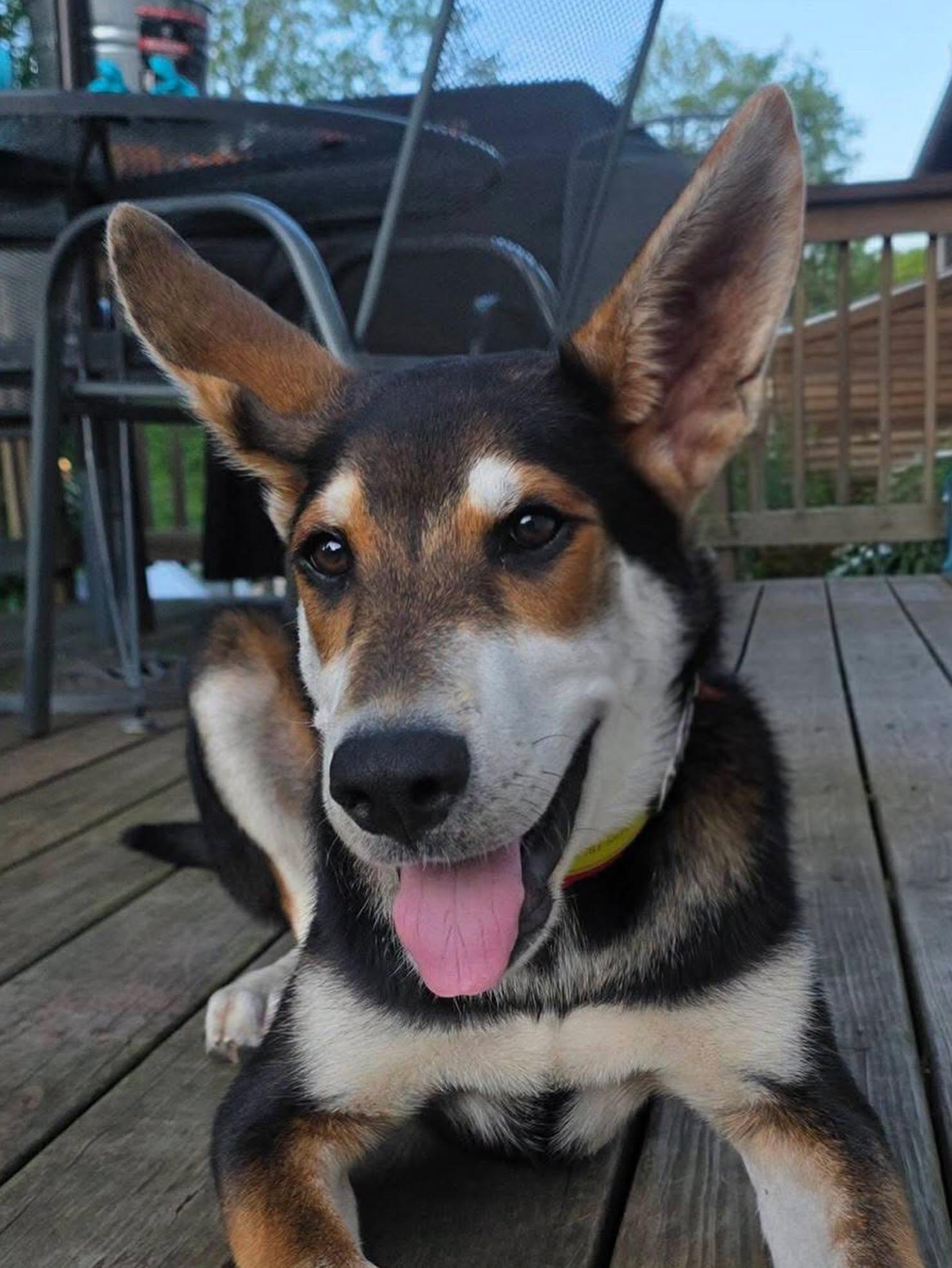Enlarge Lobstah Roll - ADOPTION FEE SPONSORED, a Adoptable mixed breed in Pembroke, MA image 4/5