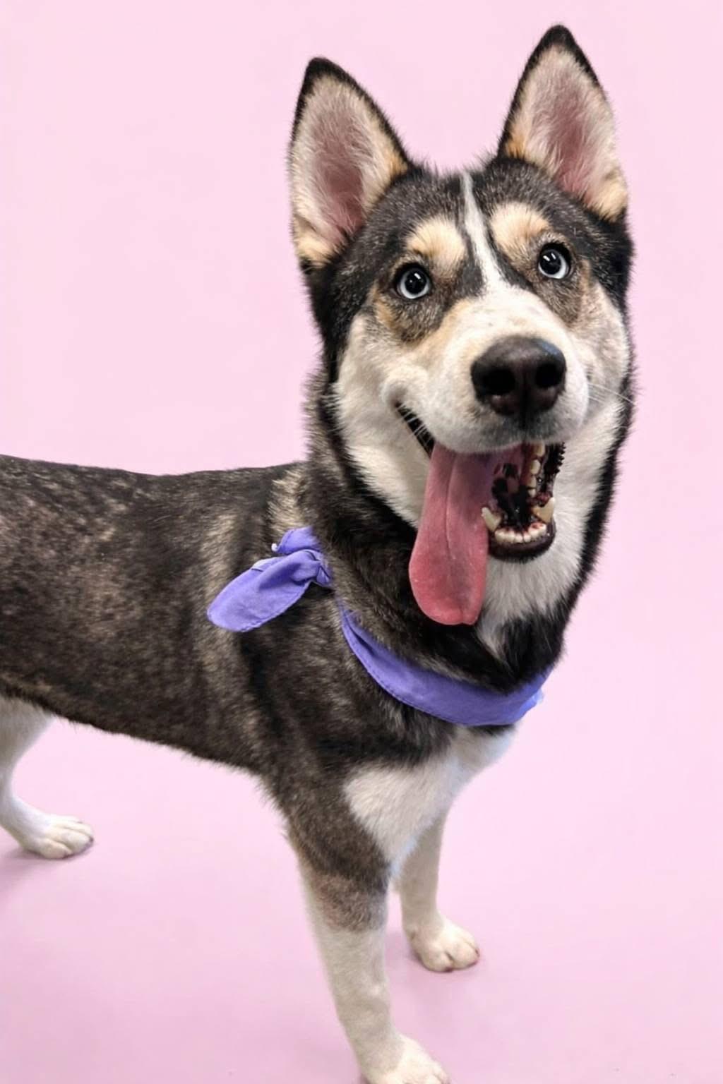 Enlarge Eve, a ADOPTABLE Siberian Husky in Langley, BC image 2/5