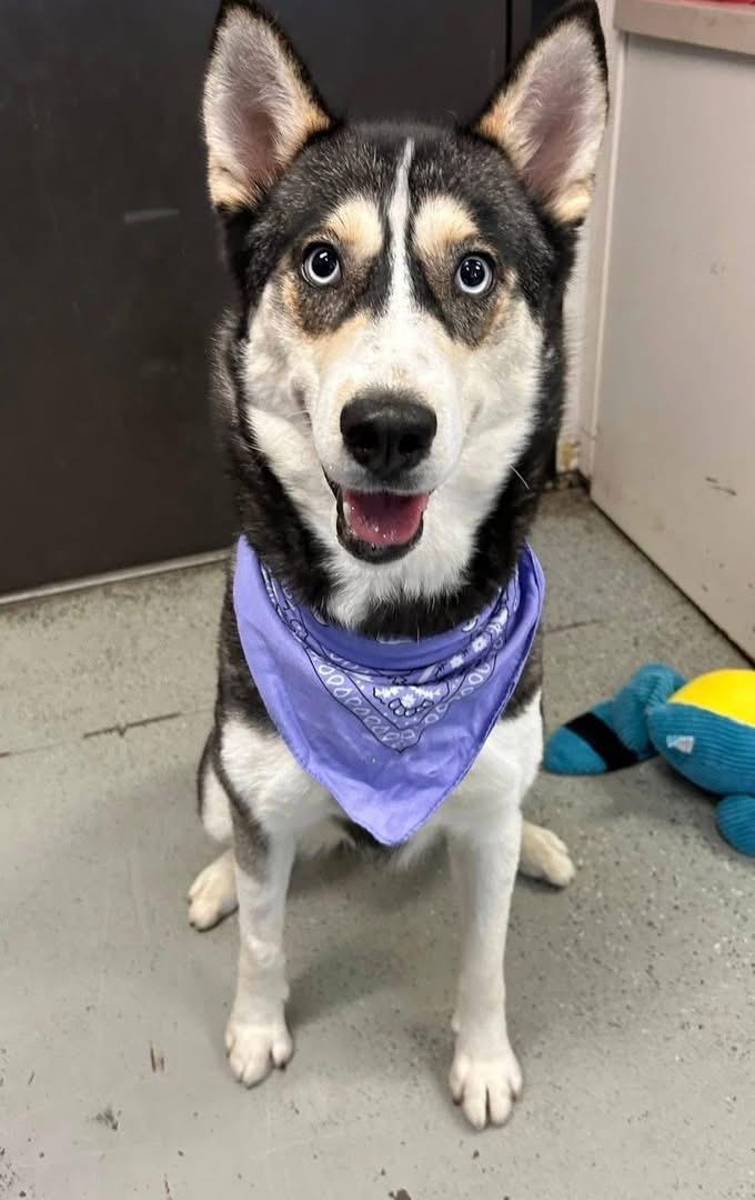 Enlarge Eve, a ADOPTABLE Siberian Husky in Langley, BC image 3/5