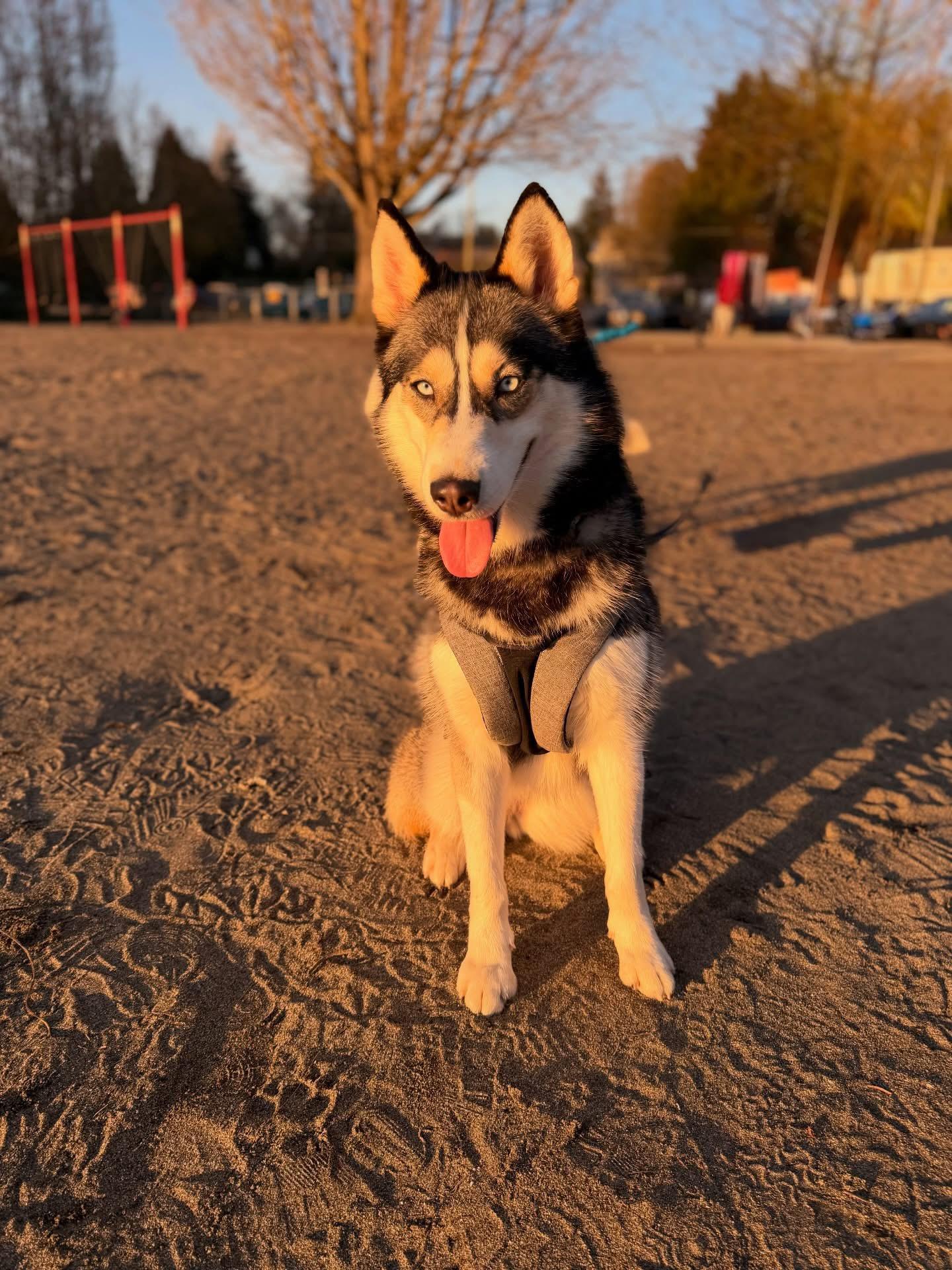 Eve, ADOPTABLE, Adult Female Siberian Husky.