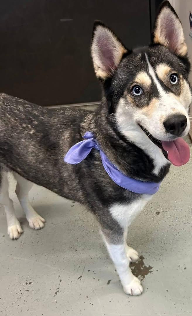Enlarge Eve, a ADOPTABLE Siberian Husky in Langley, BC image 4/5