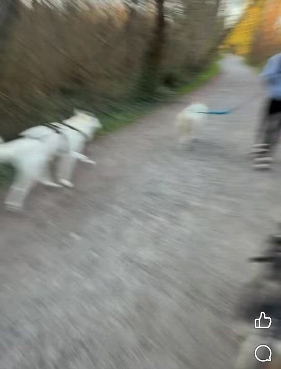Enlarge Eve, a ADOPTABLE Siberian Husky in Langley, BC video 5/5