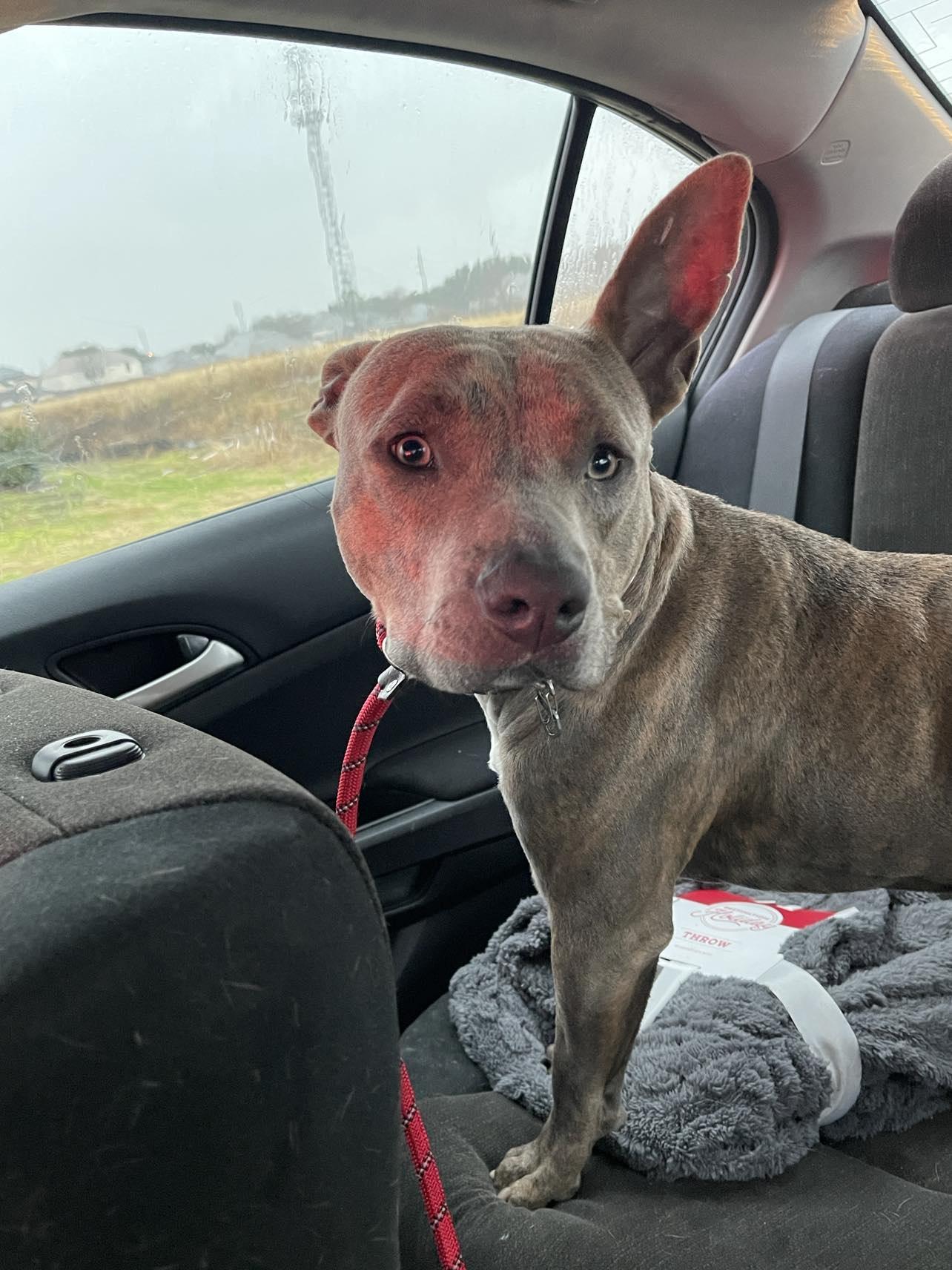 Enlarge Huckleberry, a Adopted Pit Bull Terrier in Arlee, MT image 1/6