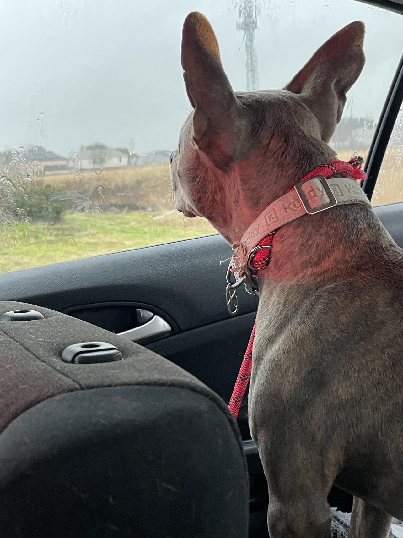 Enlarge Huckleberry, a Adopted Pit Bull Terrier in Arlee, MT image 2/6