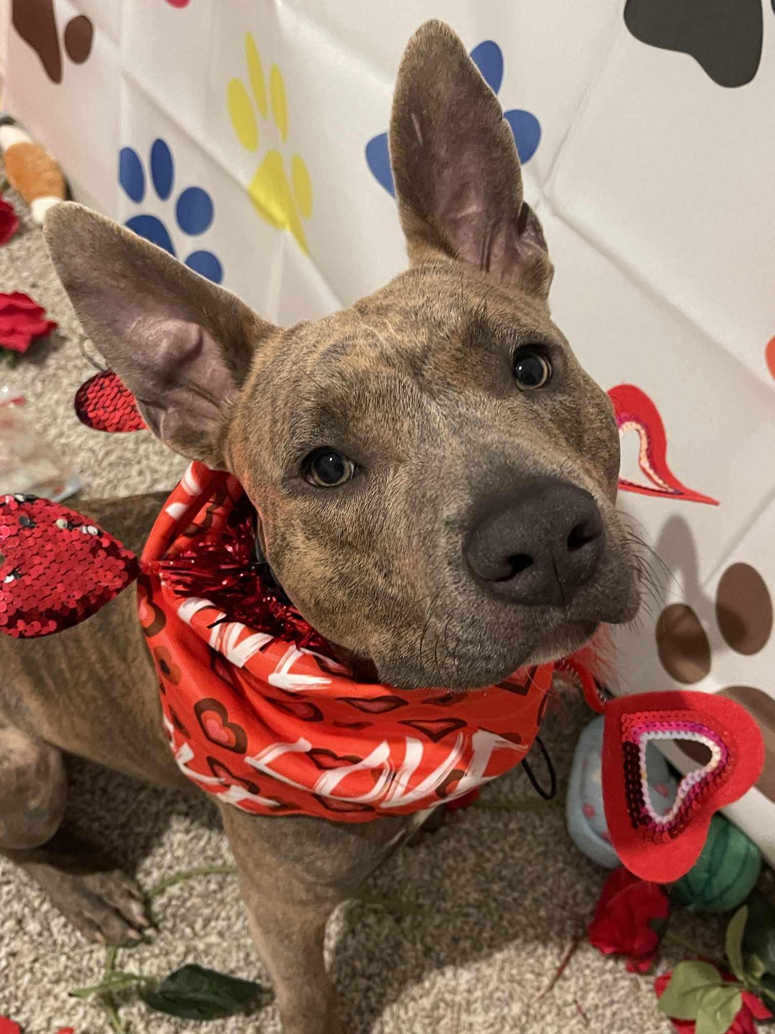 Enlarge Huckleberry, a Adopted Pit Bull Terrier in Arlee, MT image 3/6