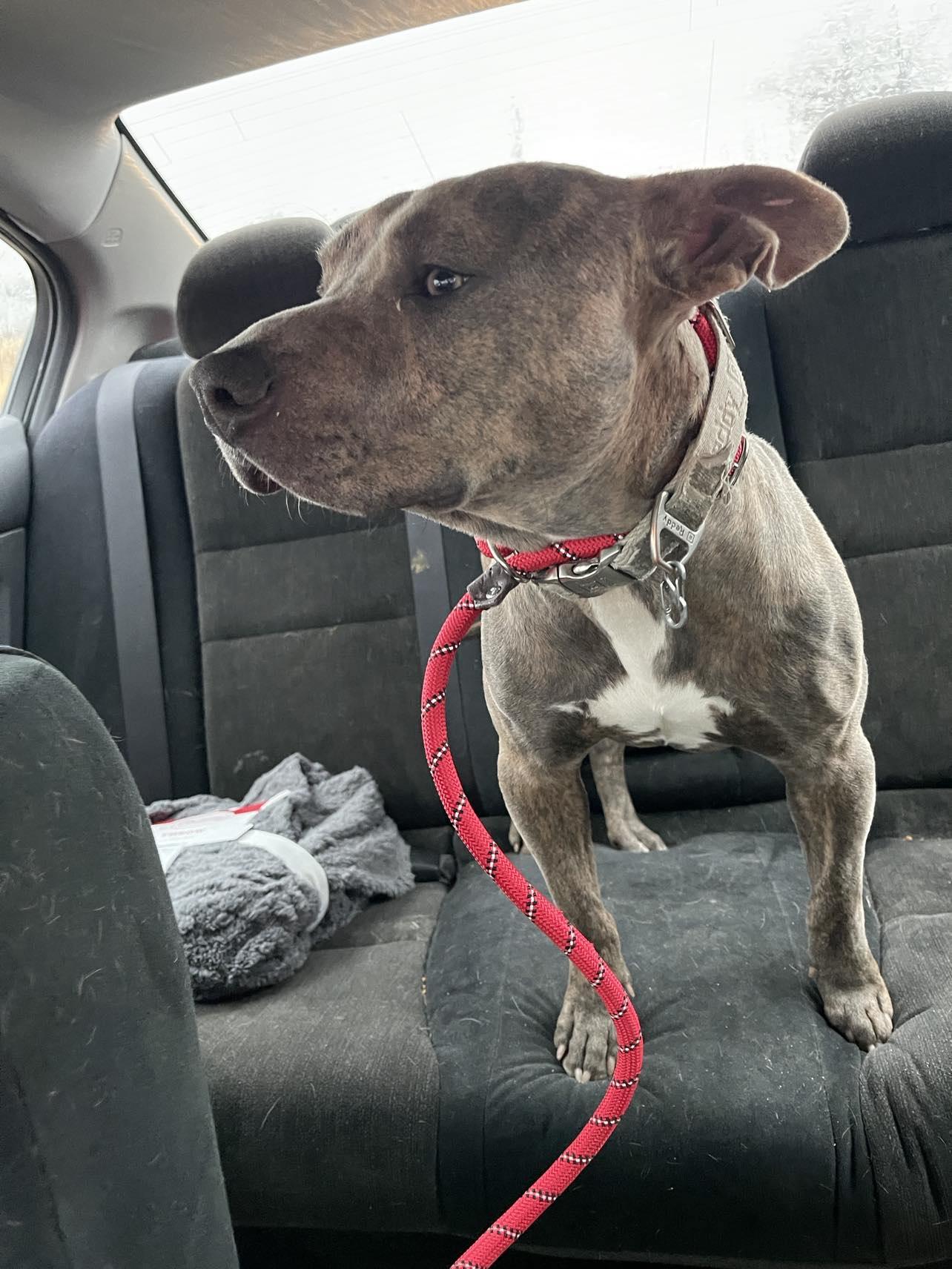 Enlarge Huckleberry, a Adopted Pit Bull Terrier in Arlee, MT image 4/6