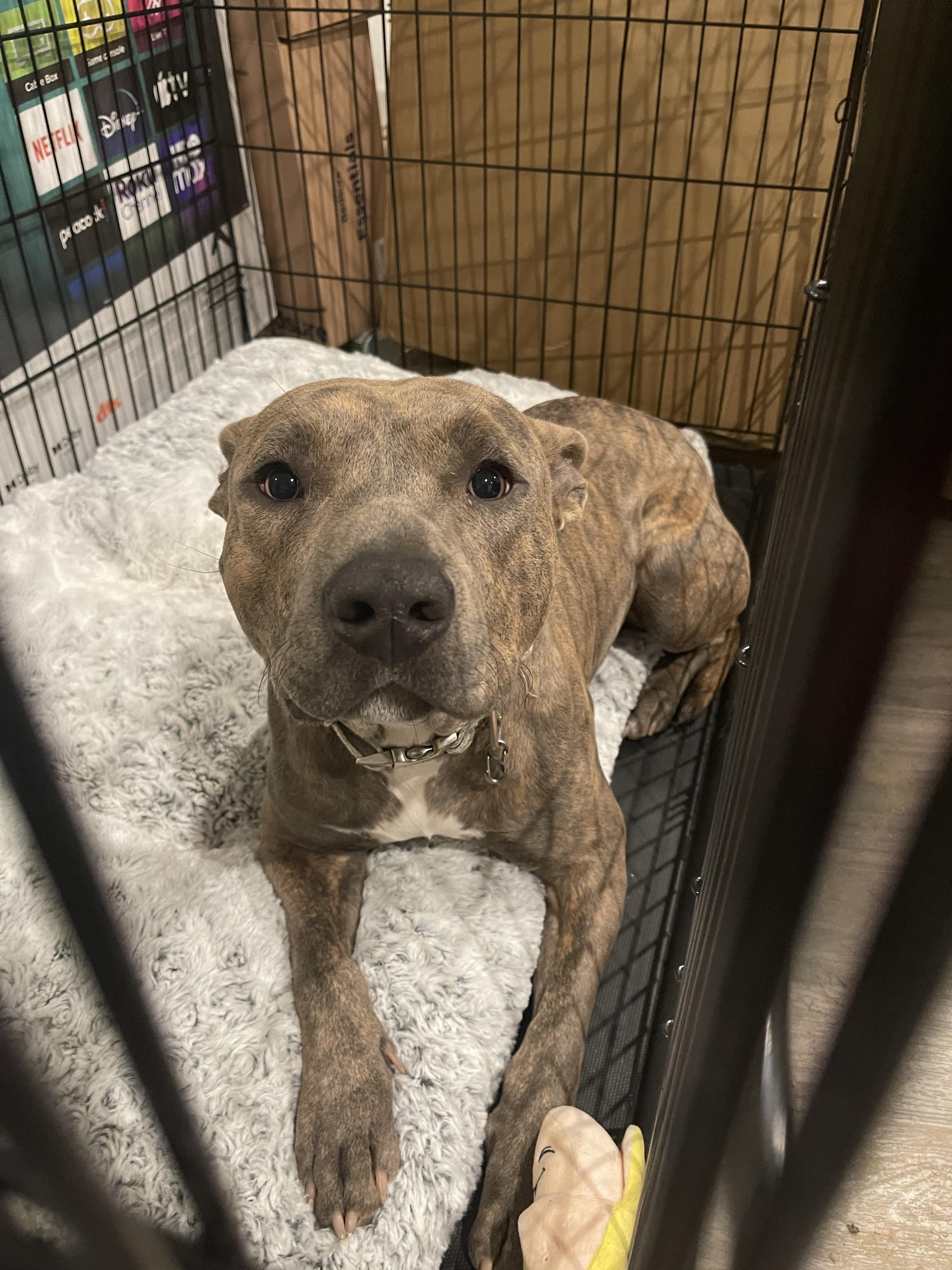 Enlarge Huckleberry, a Adopted Pit Bull Terrier in Arlee, MT image 5/6