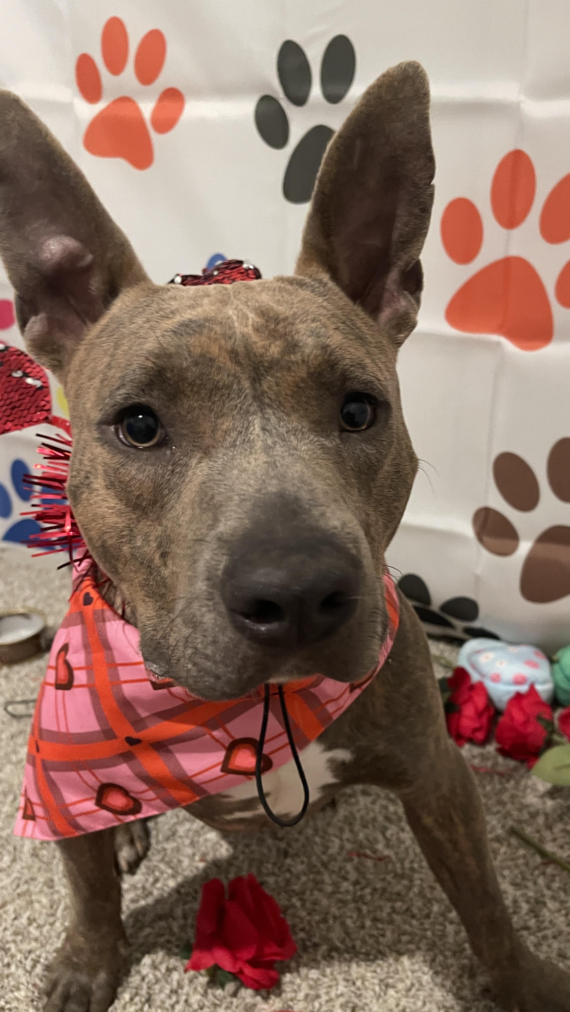 Enlarge Huckleberry, a Adopted Pit Bull Terrier in Arlee, MT image 6/6