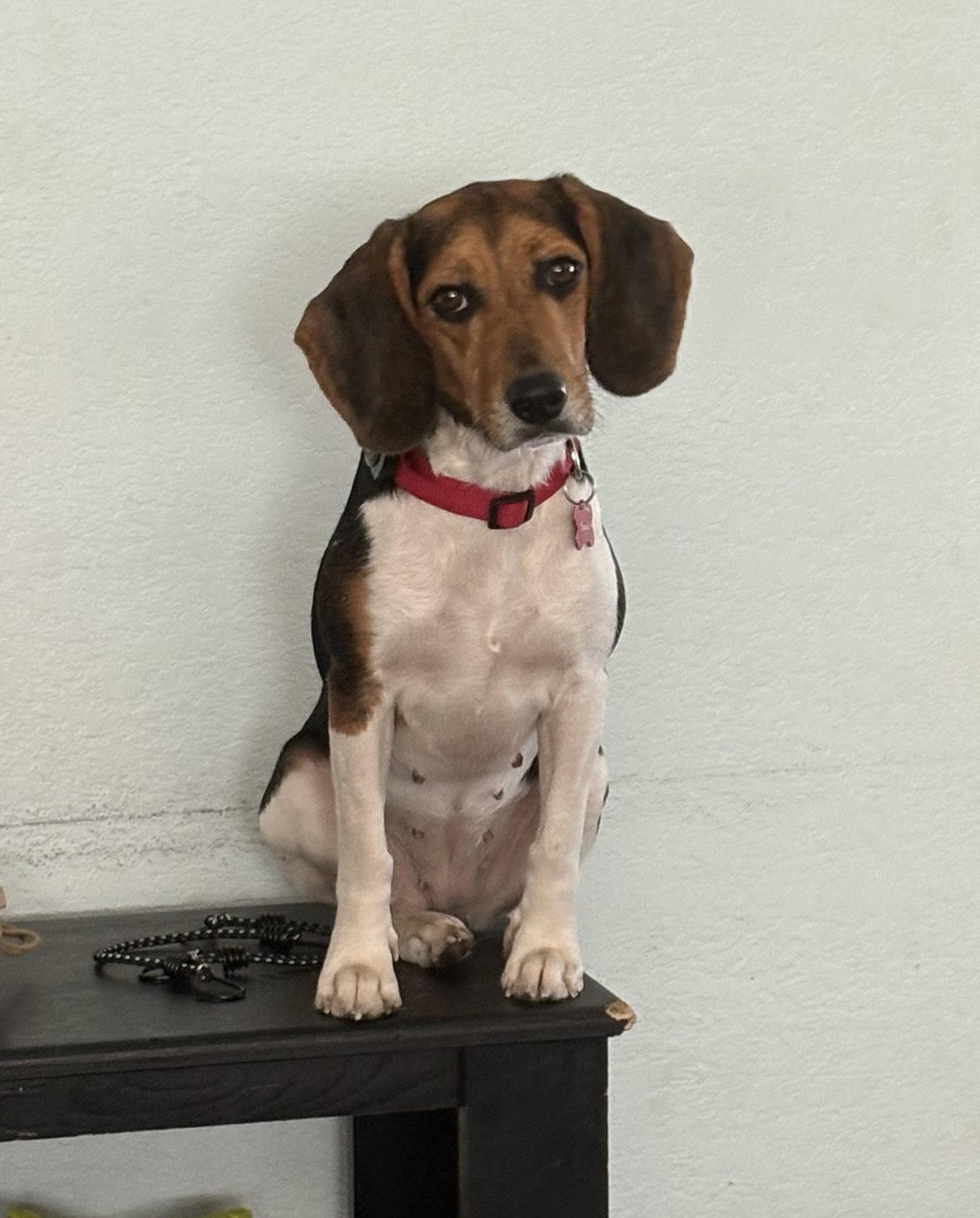 Seagull, Adopted, Adult Female Beagle.