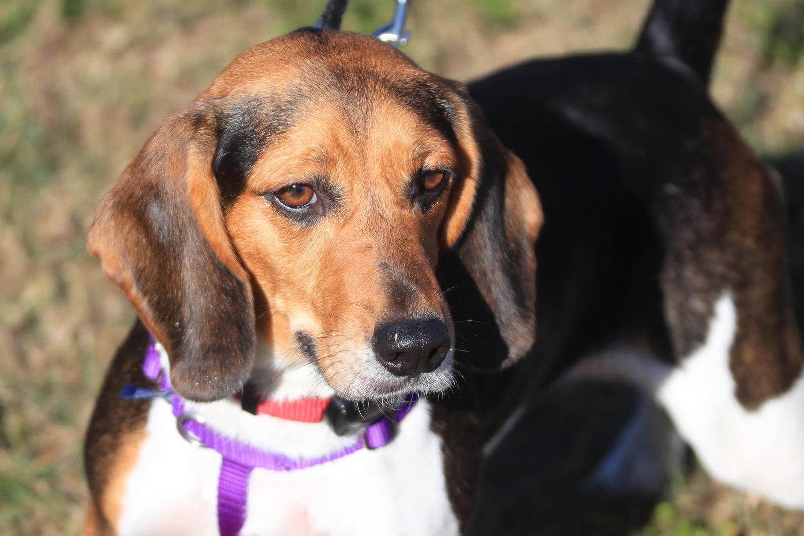Enlarge Seagull, a Adopted Beagle in Tampa, FL image 2/3