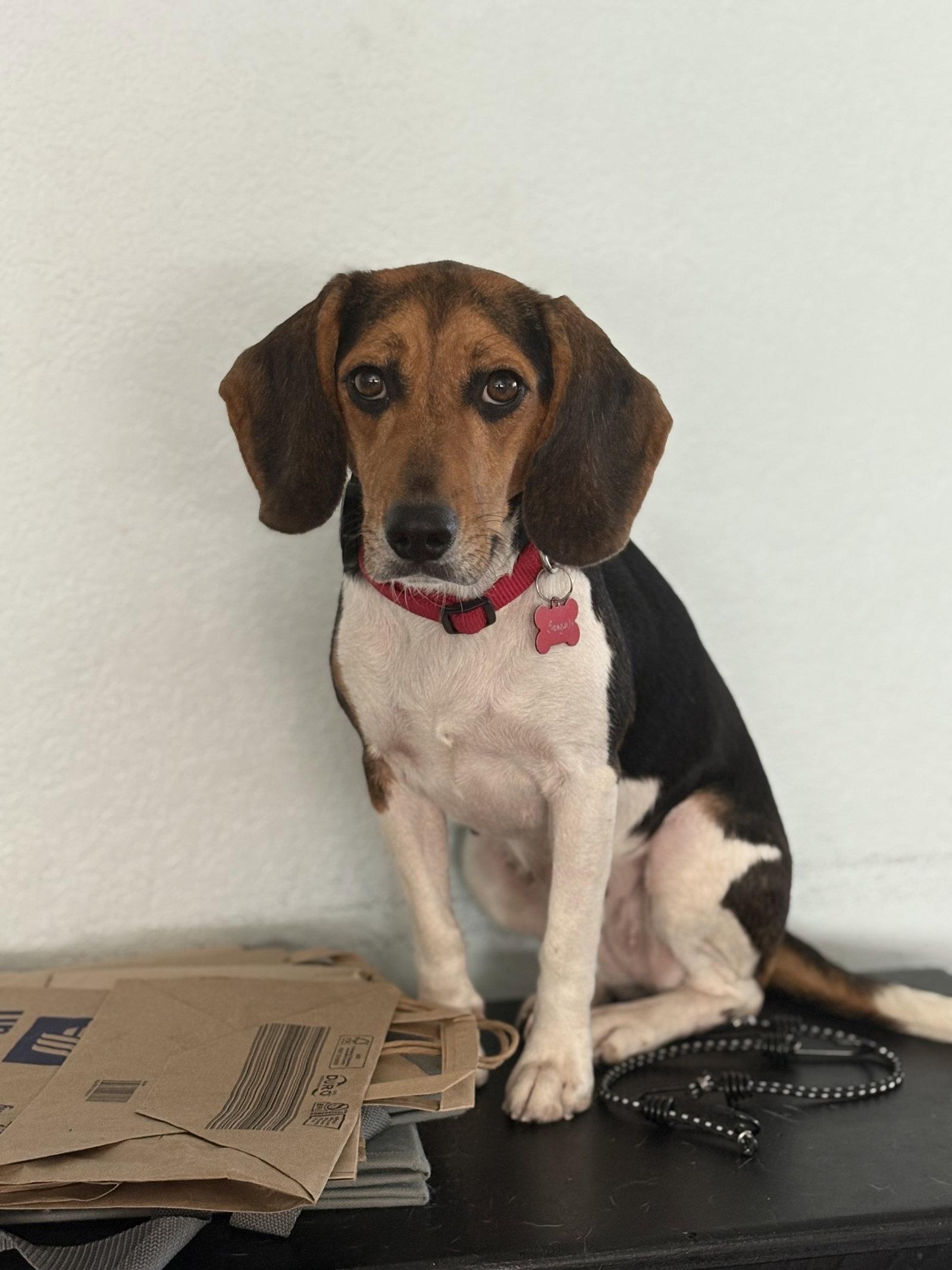 Enlarge Seagull, a Adopted Beagle in Tampa, FL image 3/3