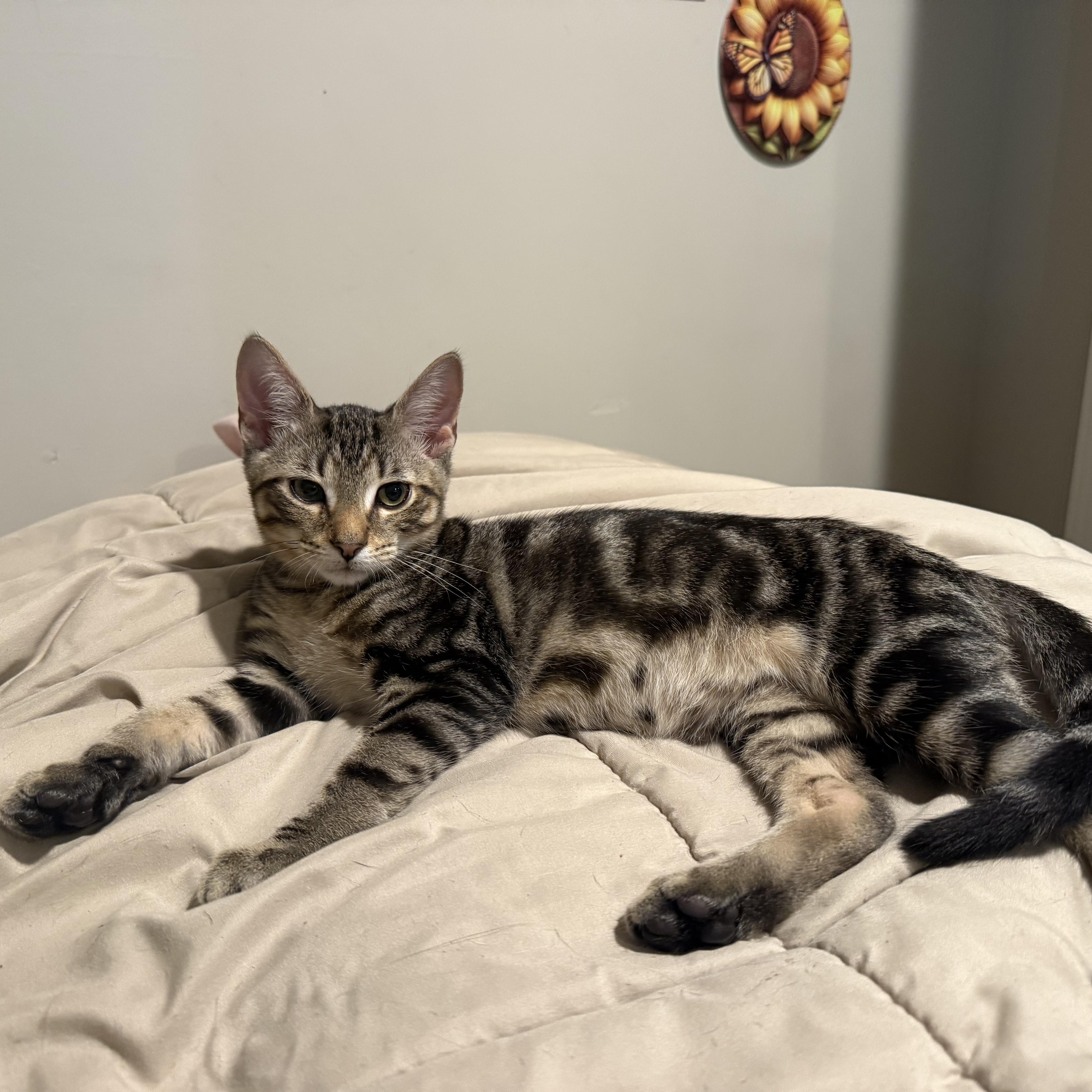 Enlarge Inferno, a Adoptable mixed breed in Moriches, NY image 1/6